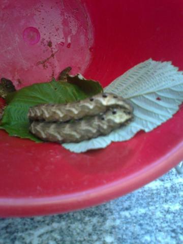 32 - (Garten, Insekten, fauna)