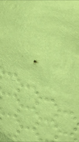 Was ist das für ein Mini Insekt in meinem Bett?
