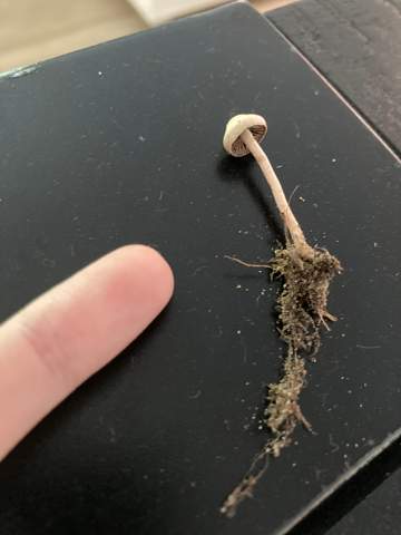 Was ist das für ein Mini-Pilz aus meinem Garten?