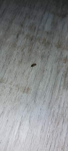 was ist das fur ein minikafer insekten kafer ungeziefer