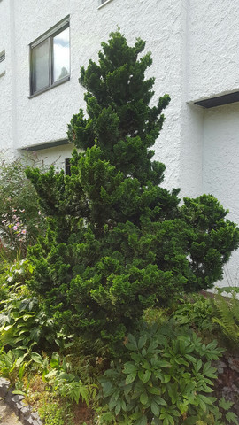 Was Ist Das Fur Ein Nadelbaum Baum Botanik