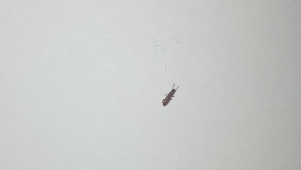 Was ist das für ein parasit/käfer?