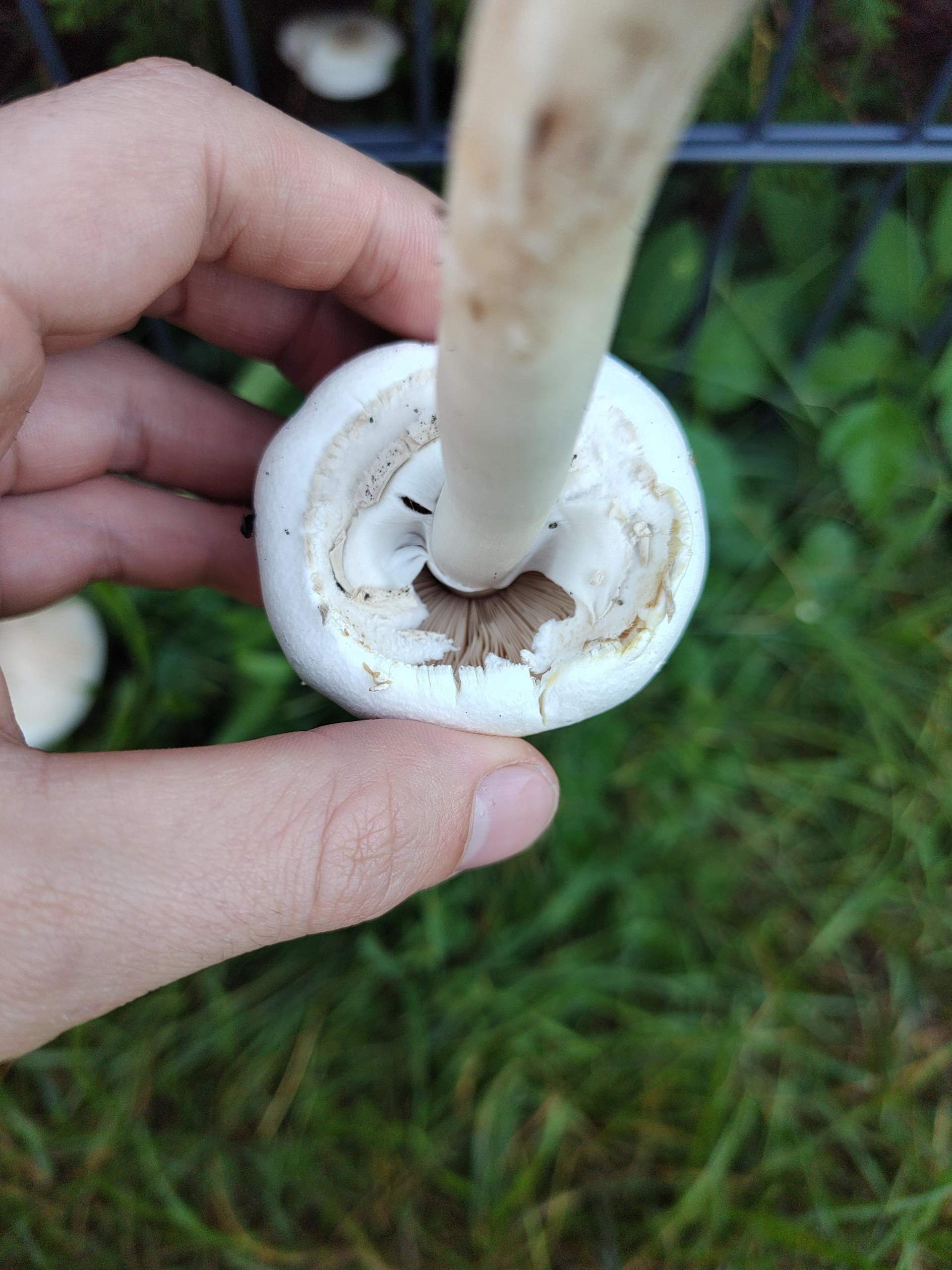 Was ist das für ein Pilz? (Botanik, Pilze, giftig)
