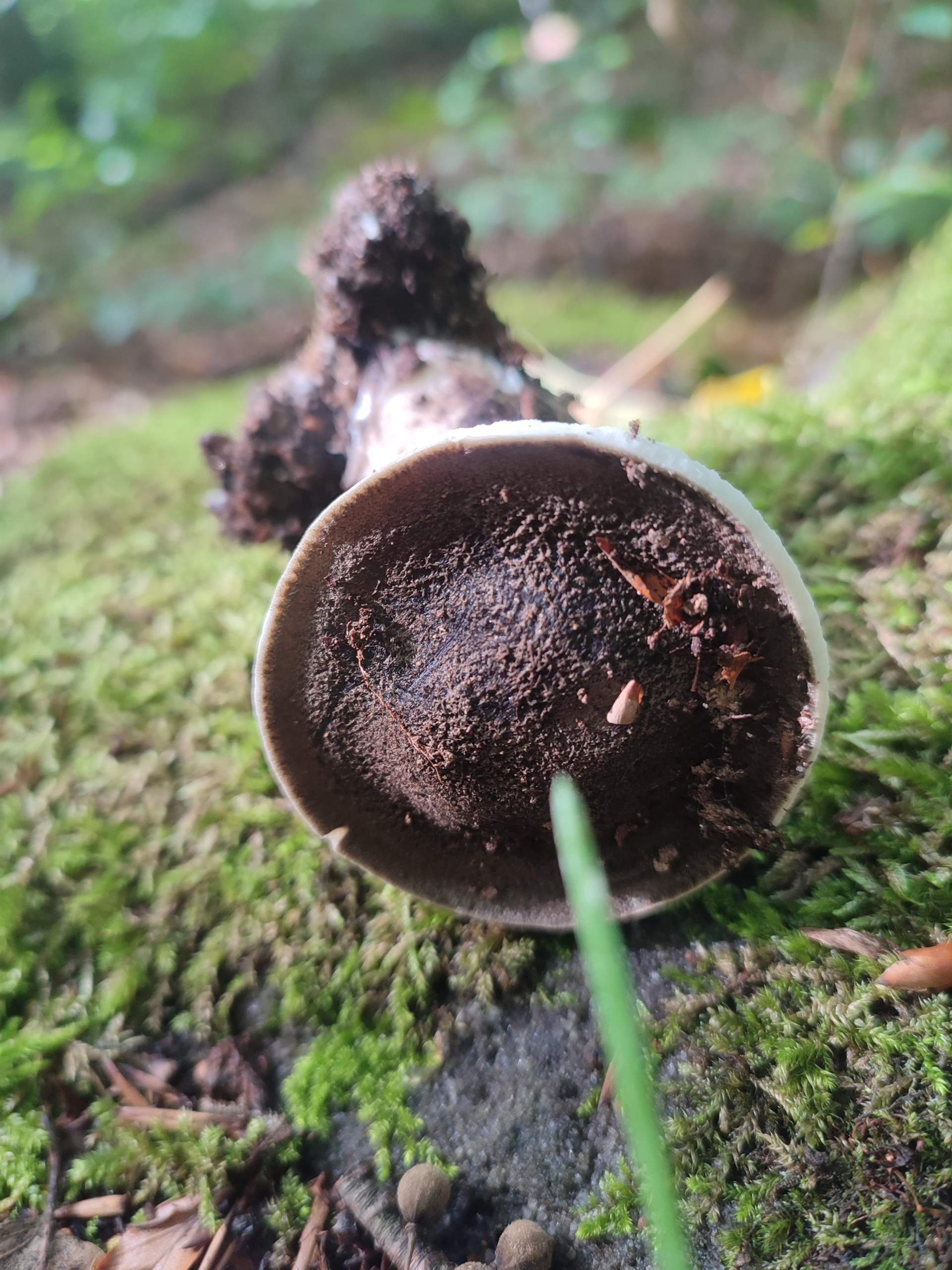 Was Ist Das Für Ein Pilz