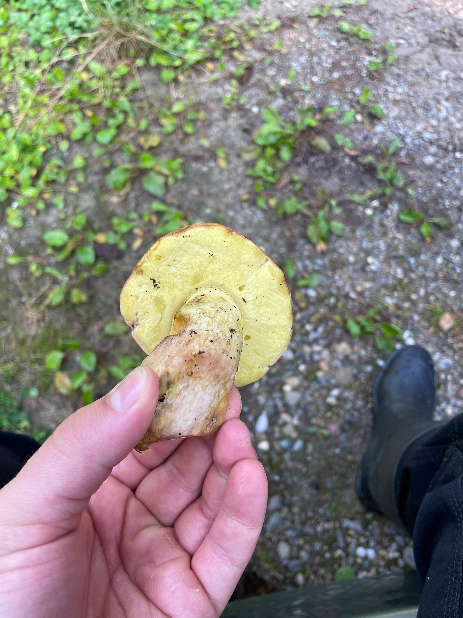 Was ist das für ein Pilz? (Wald, Pilze)