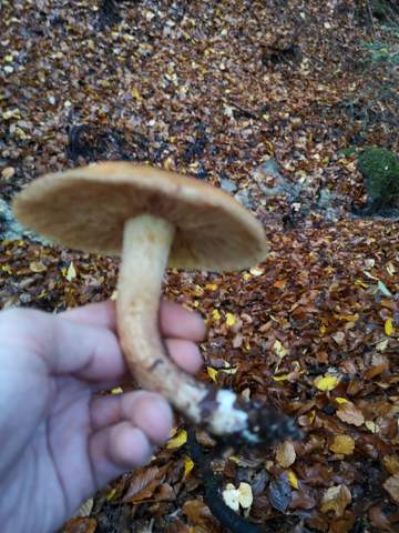 - (Natur, Pilze, Pilzbestimmung)