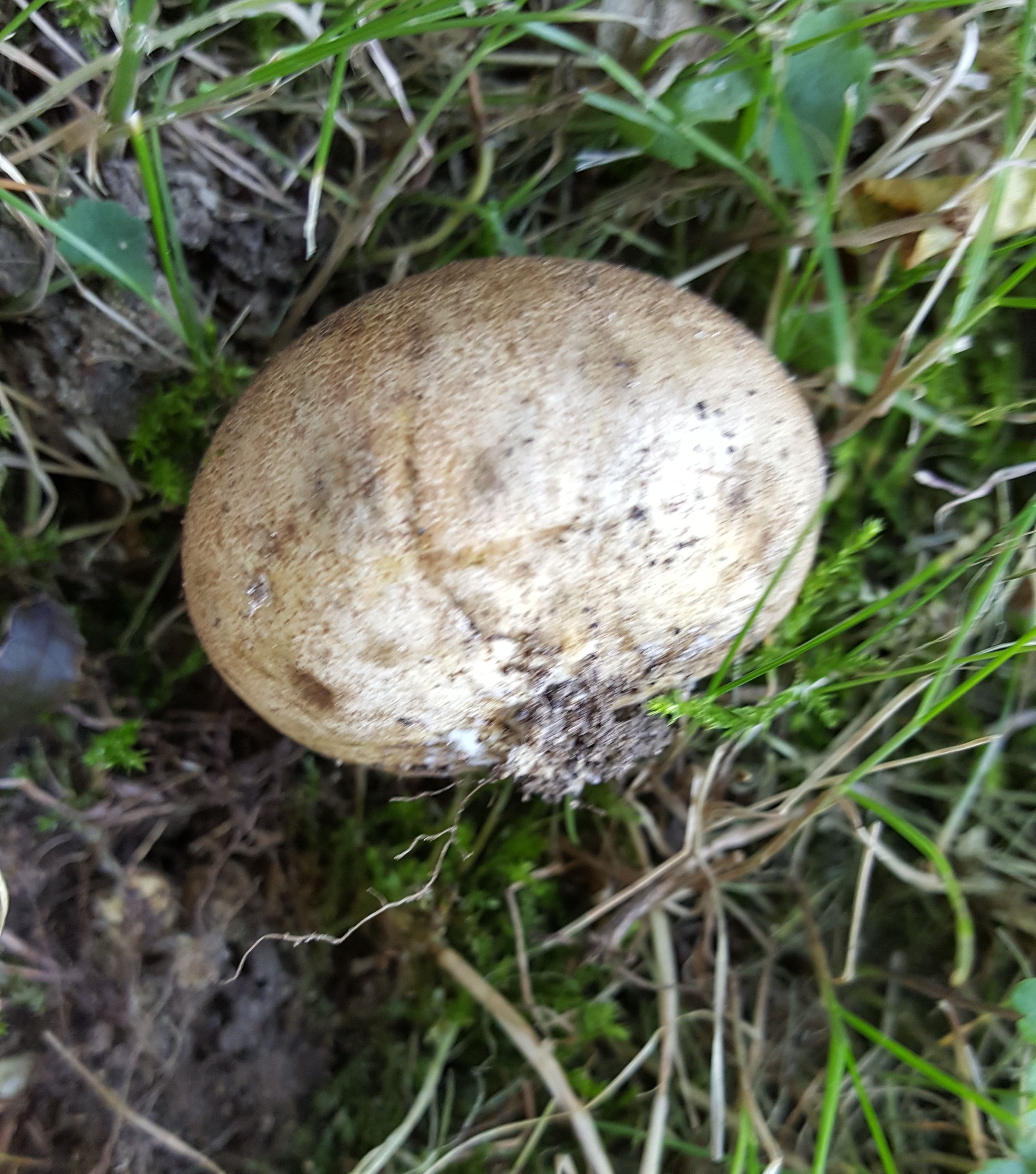 Was ist das für ein Pilz auf meiner Wiese? Ist er evtl