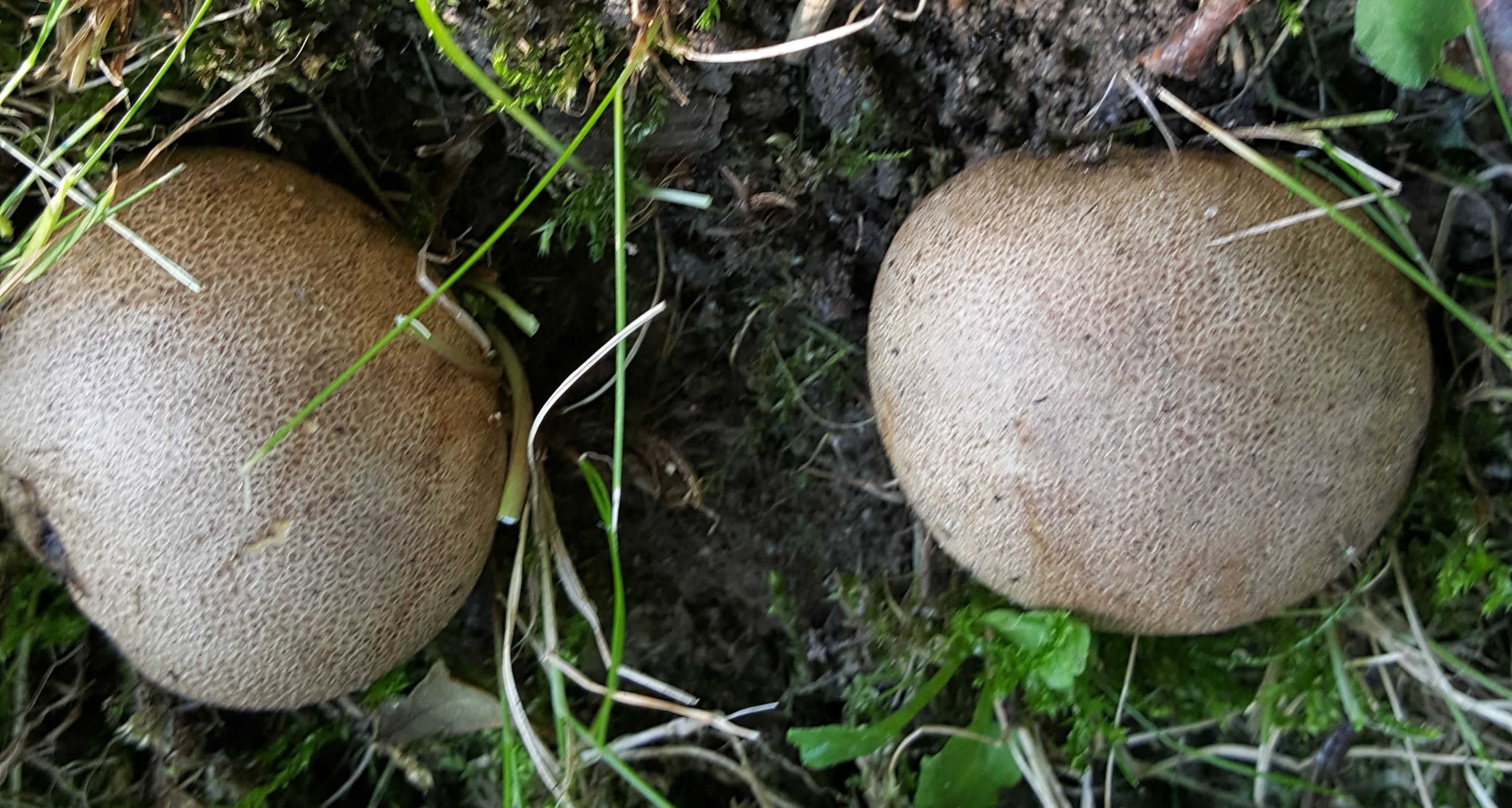 Was ist das für ein Pilz auf meiner Wiese? Ist er evtl. giftig