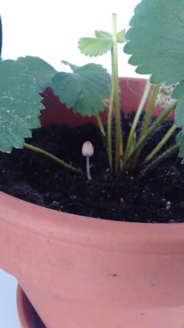 Der Pilz  - (Pilze, Zimmerpflanzen)