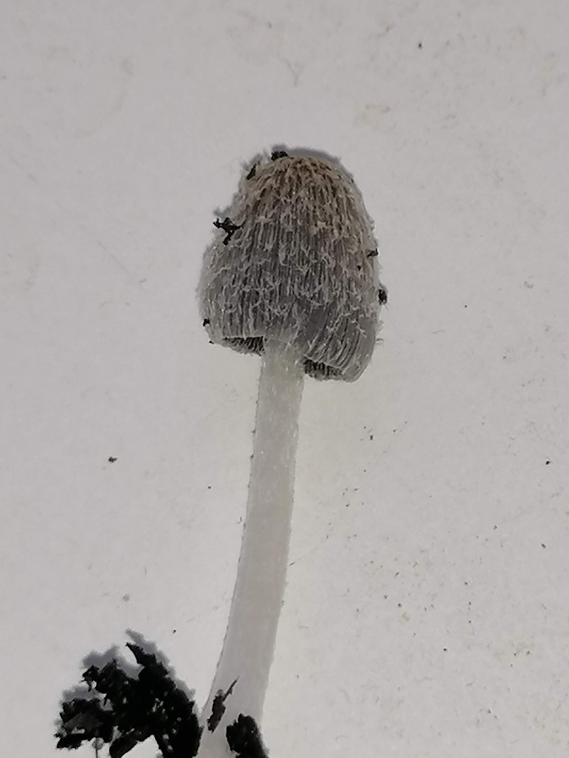 Was ist das für ein Pilz? Ist Dieser im Blumentopf bedenklich, oder