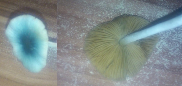 blauer pilz - (Pilze, Pilzbestimmung)