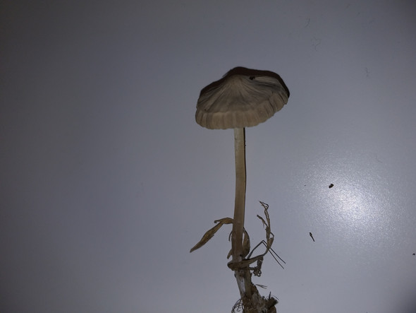 - (Drogen, Natur, Umfrage)