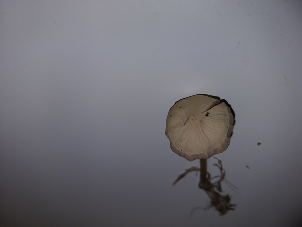 - (Drogen, Natur, Umfrage)