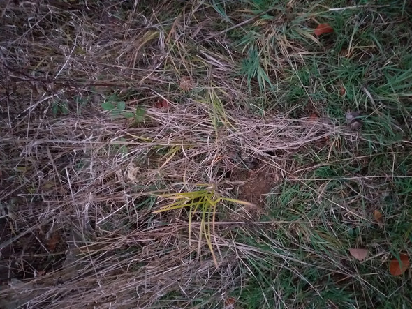 - (Drogen, Natur, Umfrage)