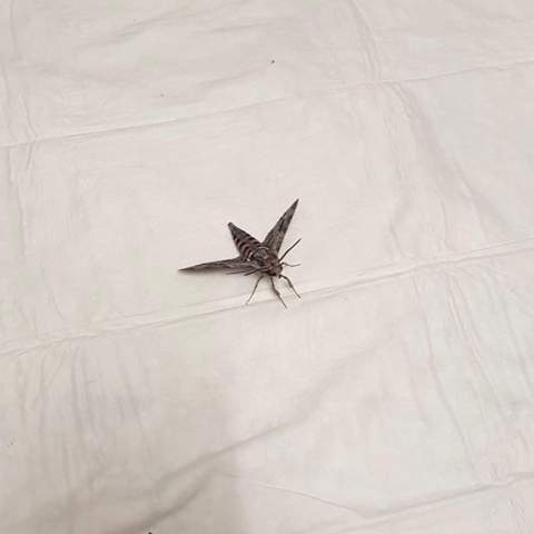 Was ist das für ein Riesen-Insekt in meiner Küche?