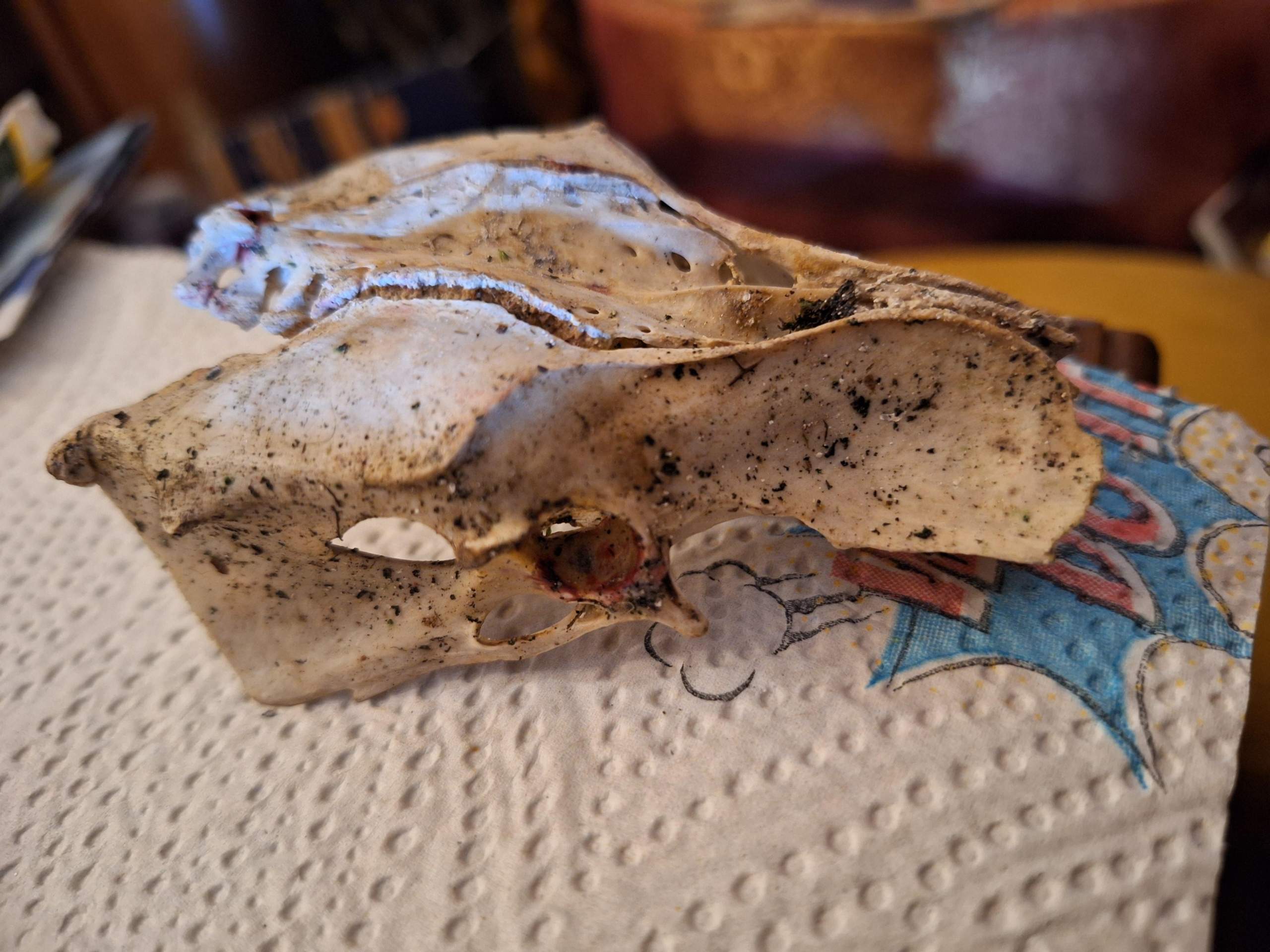 Was ist das für ein Schädel? (Biologie, Wildtiere, wild)