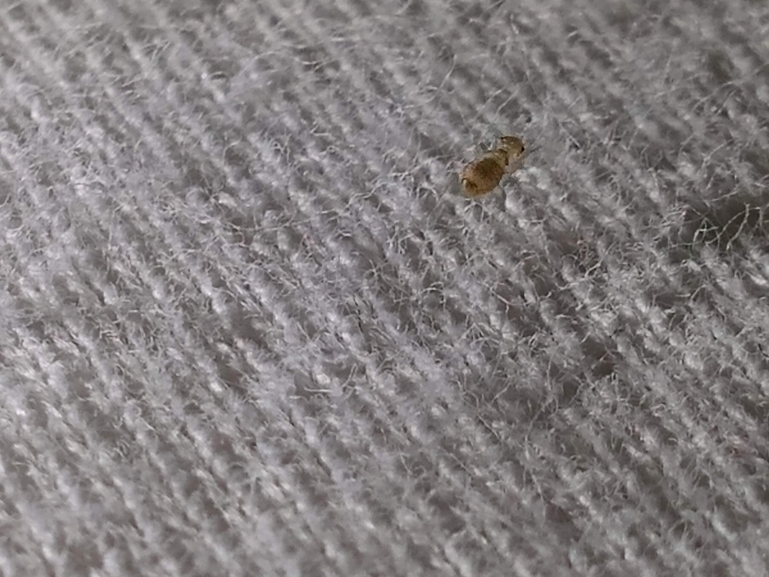 Was ist das für ein Schädling? (Schädlinge, Schädlingsbekämpfung)