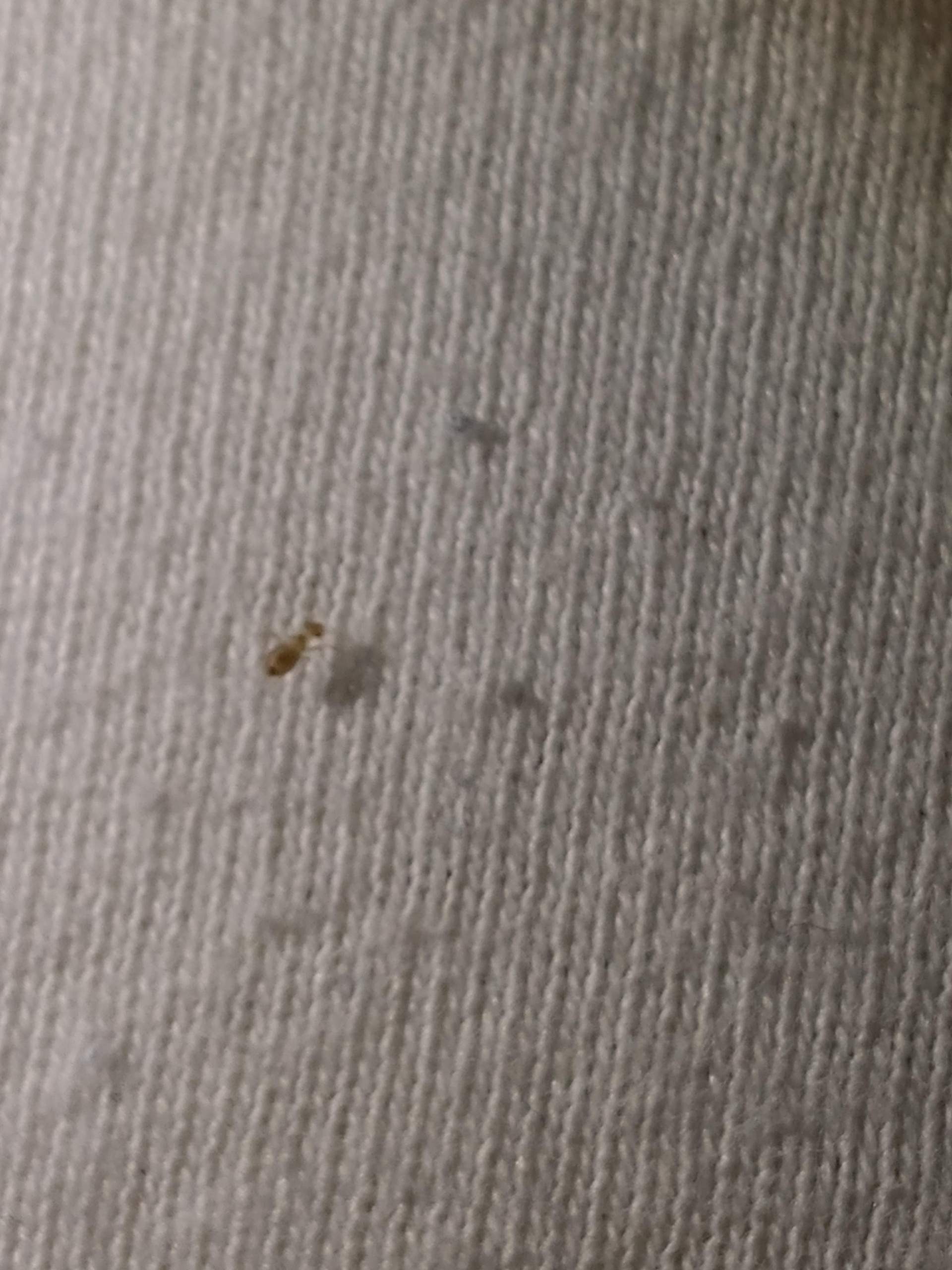 Was ist das für ein Schädling? (Schädlinge, Schädlingsbekämpfung)