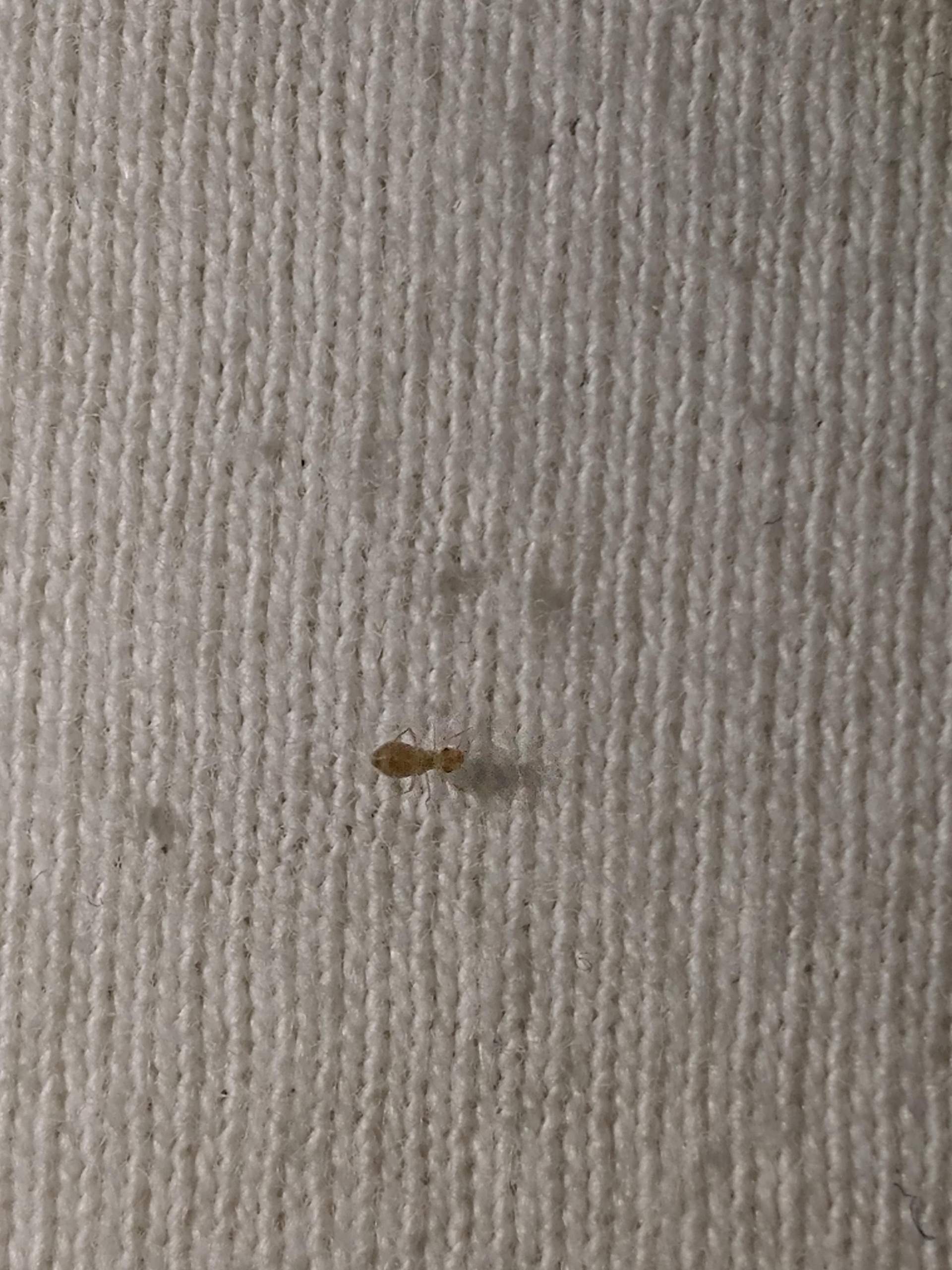 Was ist das für ein Schädling? (Schädlinge, Schädlingsbekämpfung)