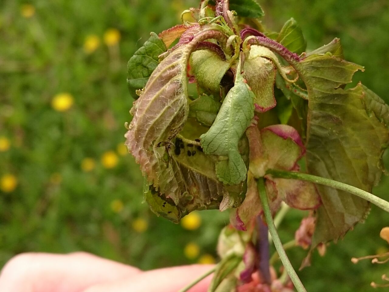 Was ist das für ein Schädling an meinem Kirschbaum und was kann ich dagegen tun? (Pflanzen, Baum