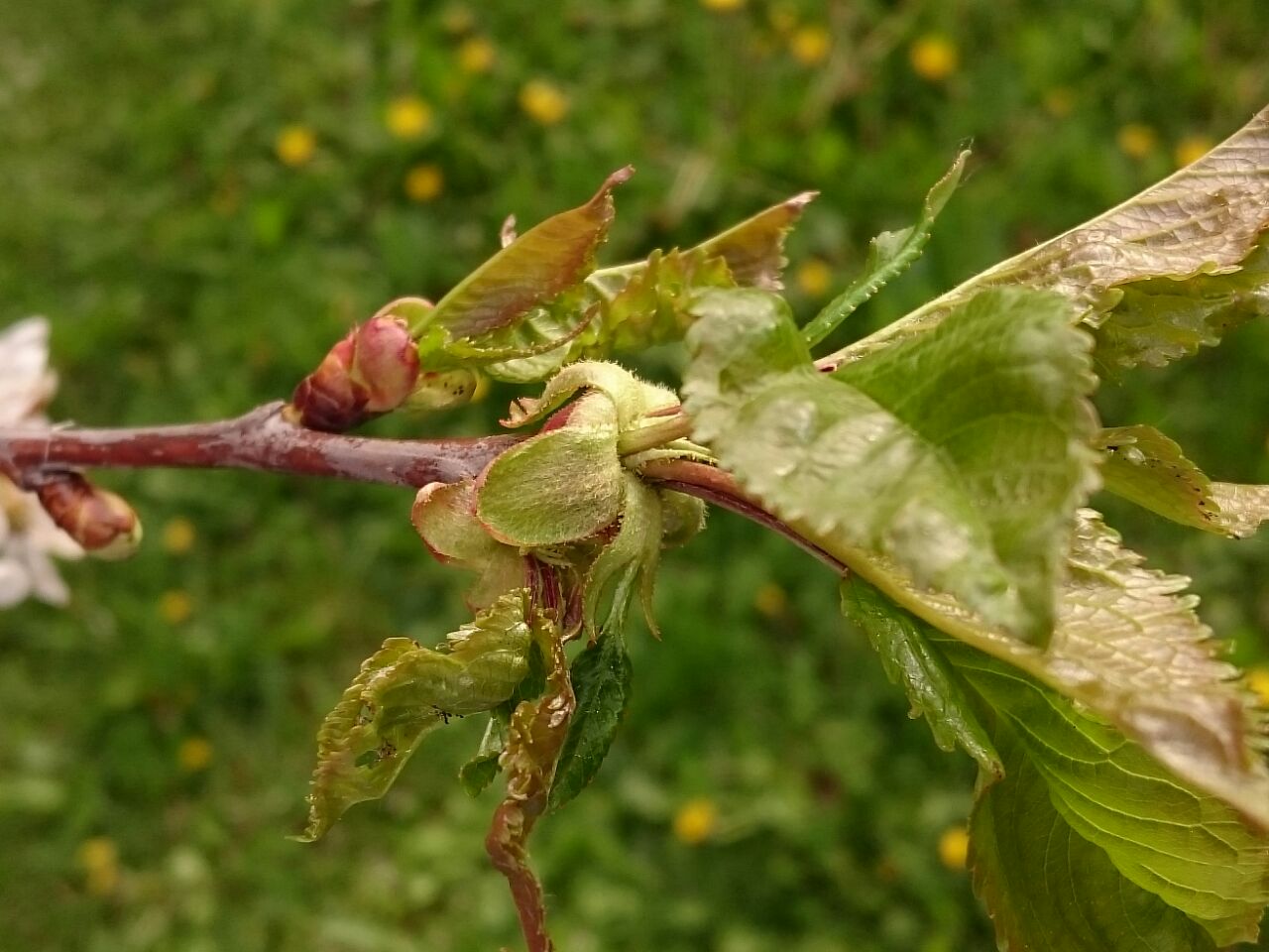 Was ist das für ein Schädling an meinem Kirschbaum und was