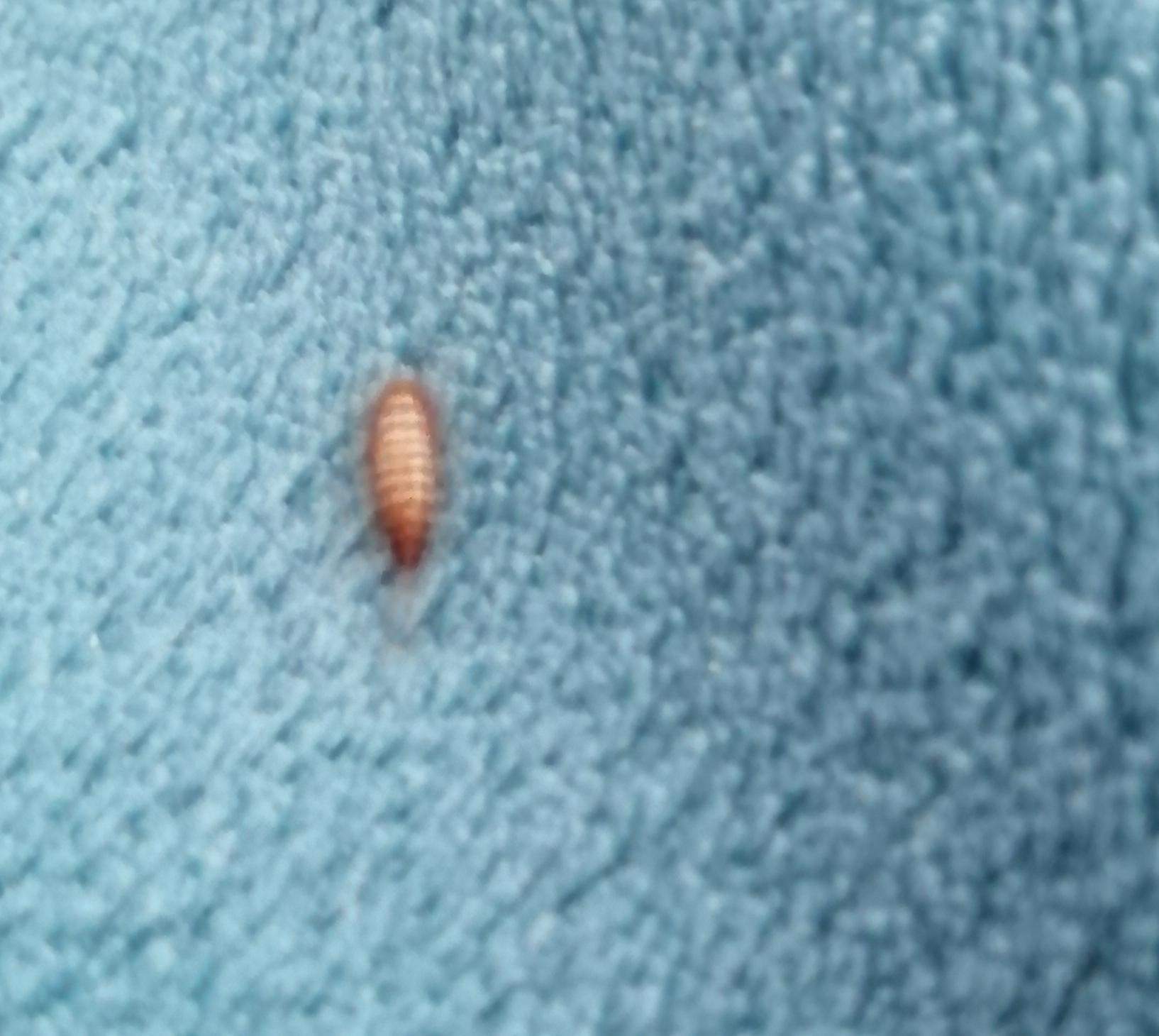 Was ist das für ein Schädling bzw Tier? (Tiere, Insekten, Schädlinge)