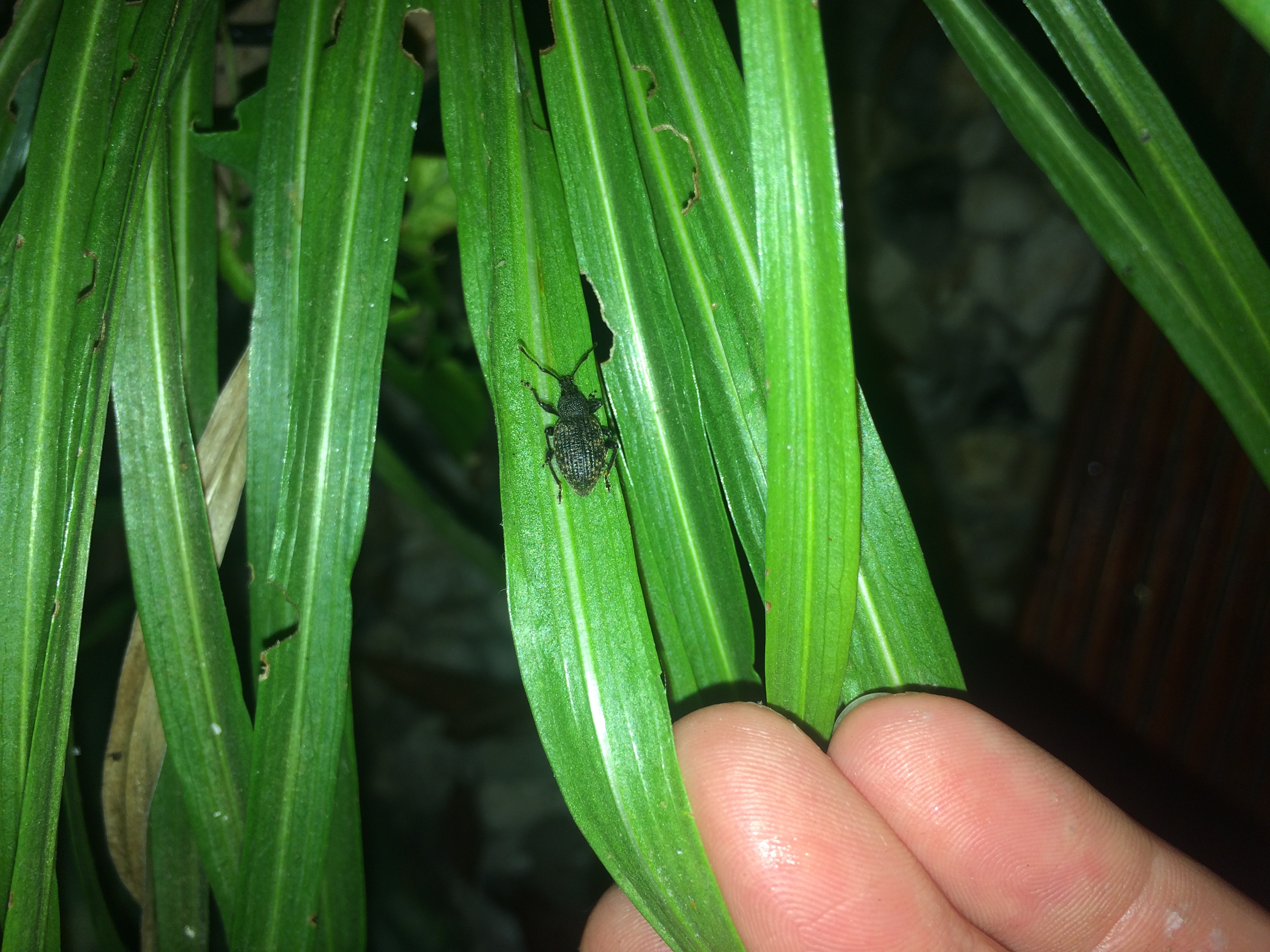 Was ist das für ein schwarzer Käfer im Garten ? (Tiere