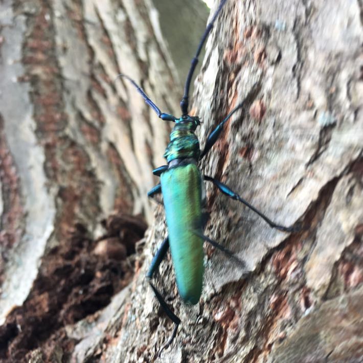 Was ist das für ein seltener Käfer? (Tiere, Sonne, Baum)