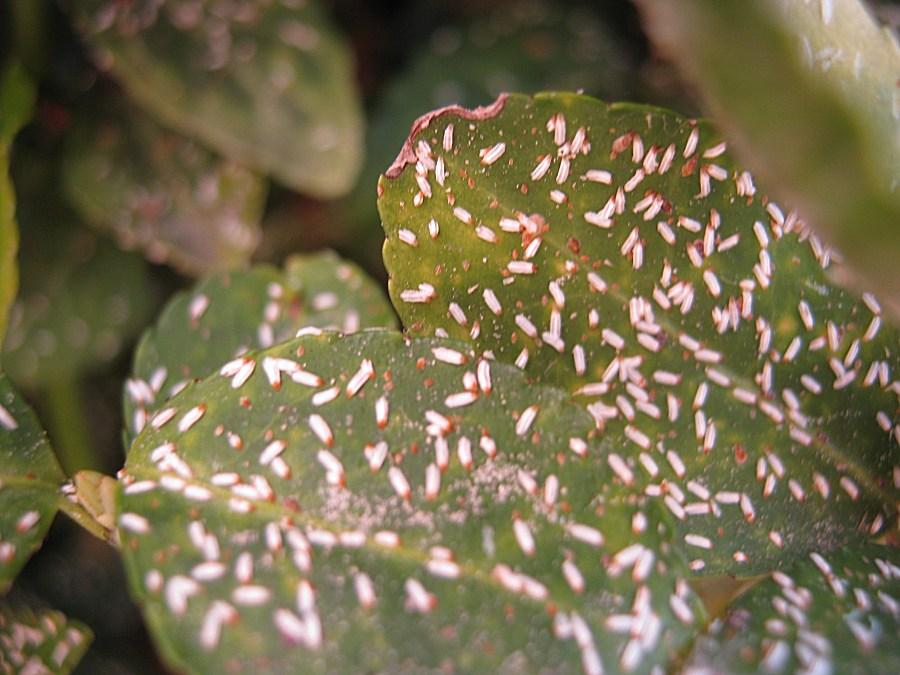 Was ist das für ein Strauch + Schädling? (Garten, Pflanzen