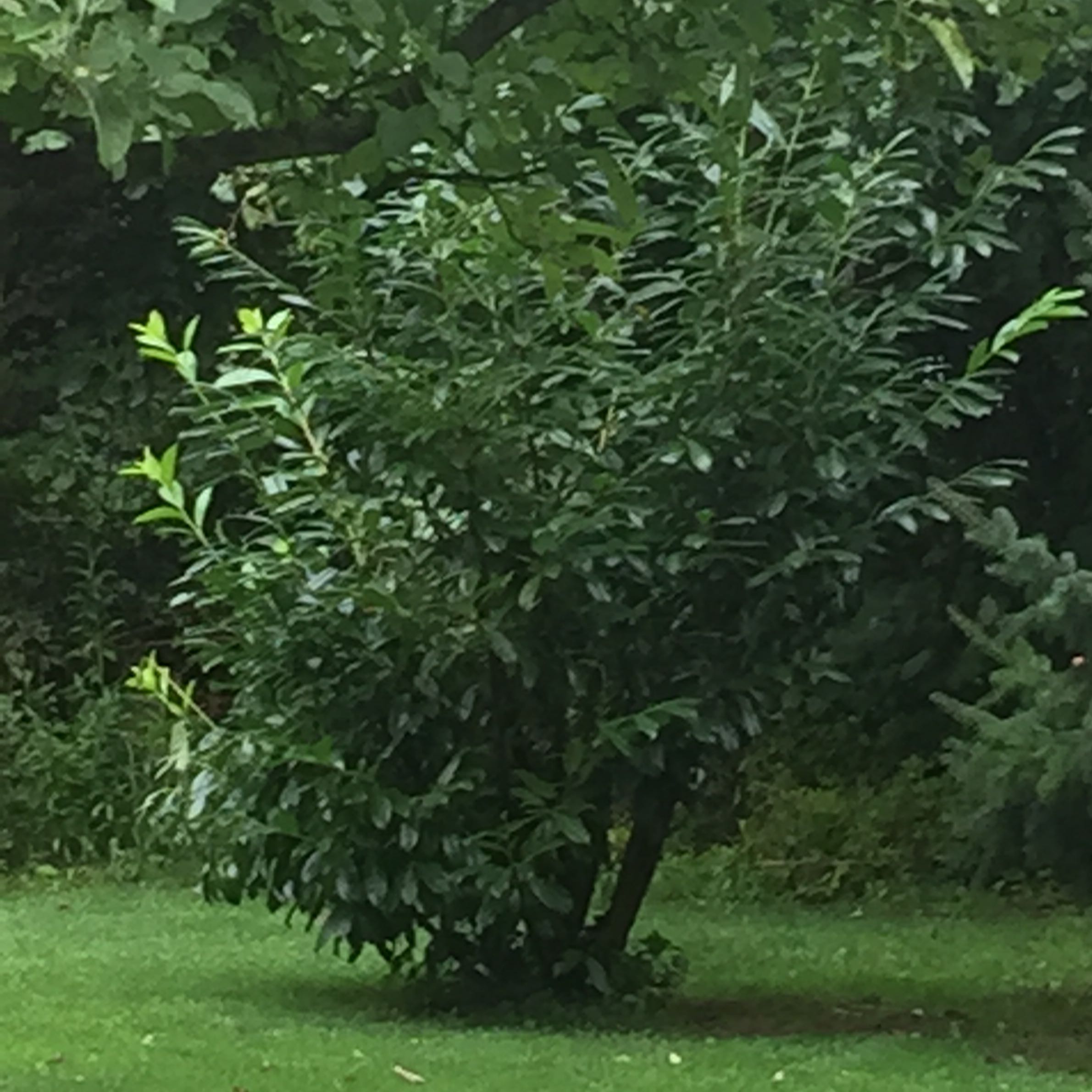 Traubenkirsche Baum