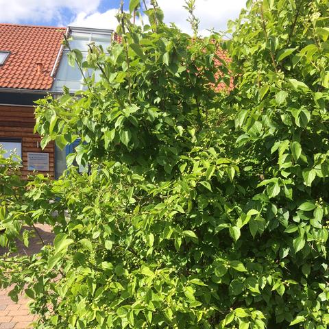 Was ist das für ein Strauch/Busch? (Pflanzen, Baum, sträucher)