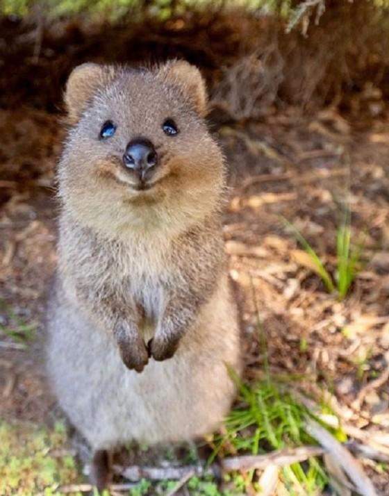 Was ist das für ein tier? (Tiere, Biologie, Natur)