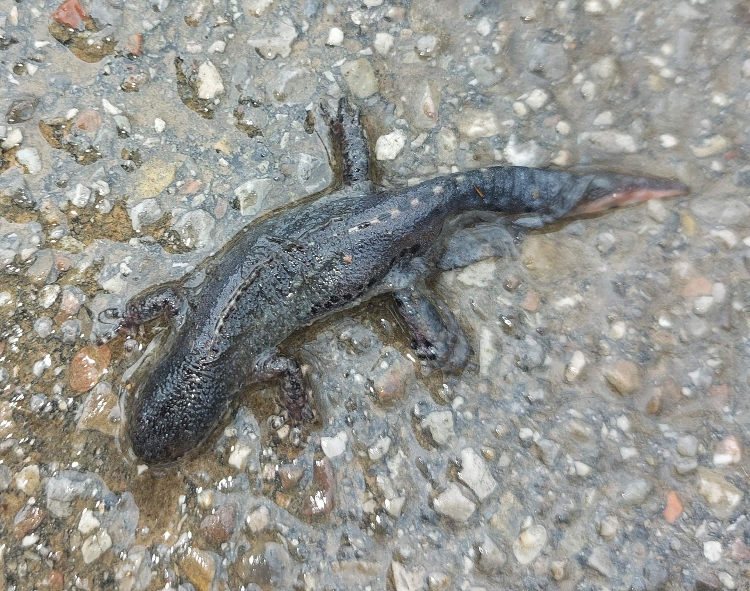 Was ist das für ein Tier? (Tiere, Tierarten)
