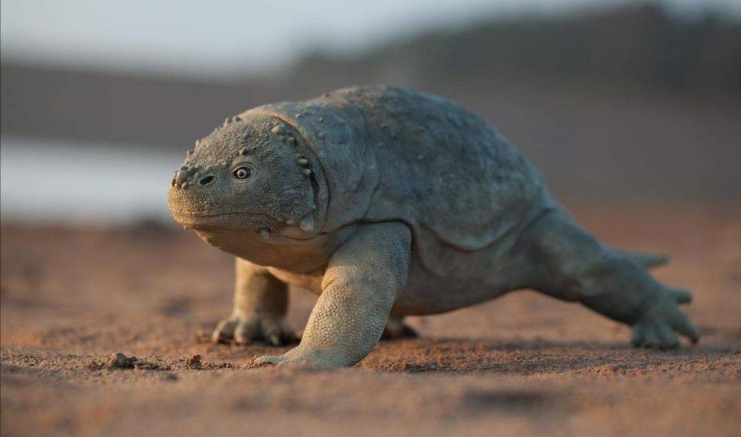 Was ist das für ein Tier? (Tiere, Biologie, Natur)