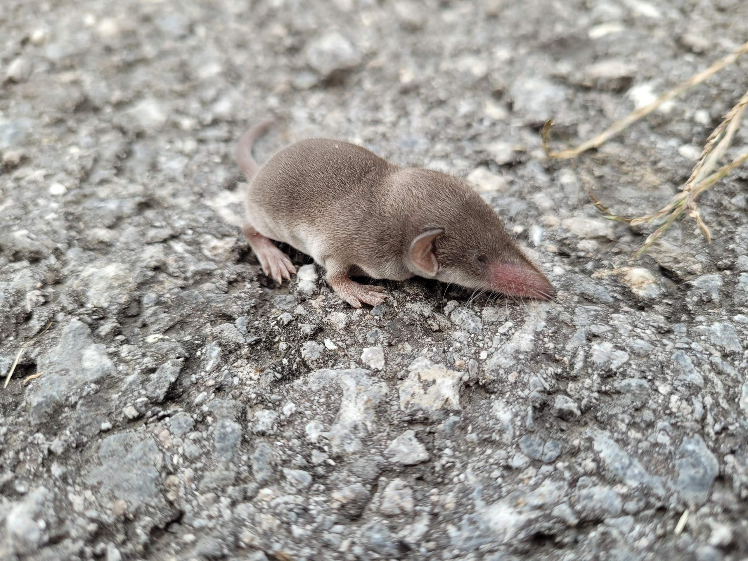 Was ist das für ein Tier🐁🐭? (Tiere, Maus, Wildtiere)