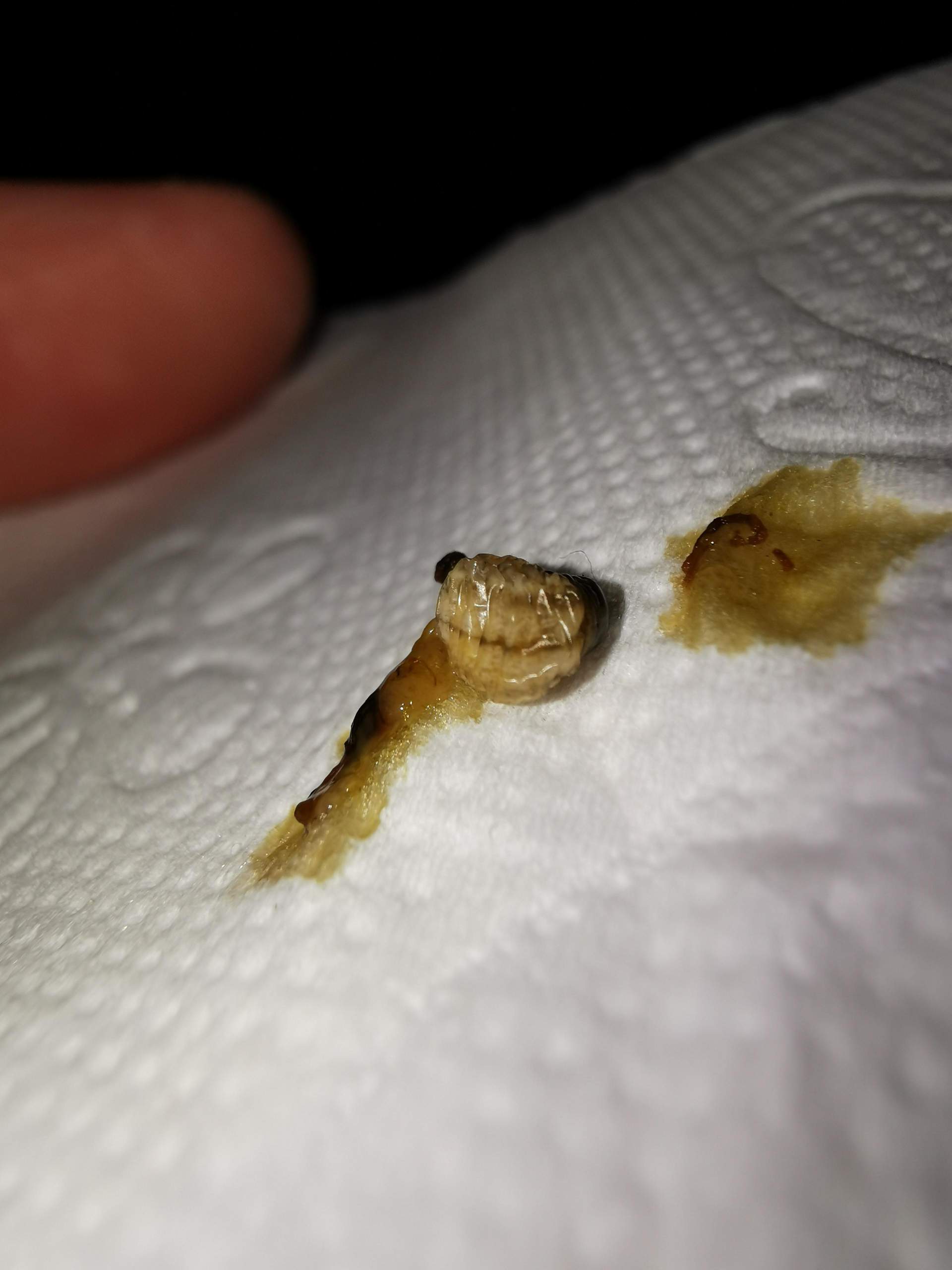 Was ist das für ein Tier? (Biologie, Insekten, Schädlinge)