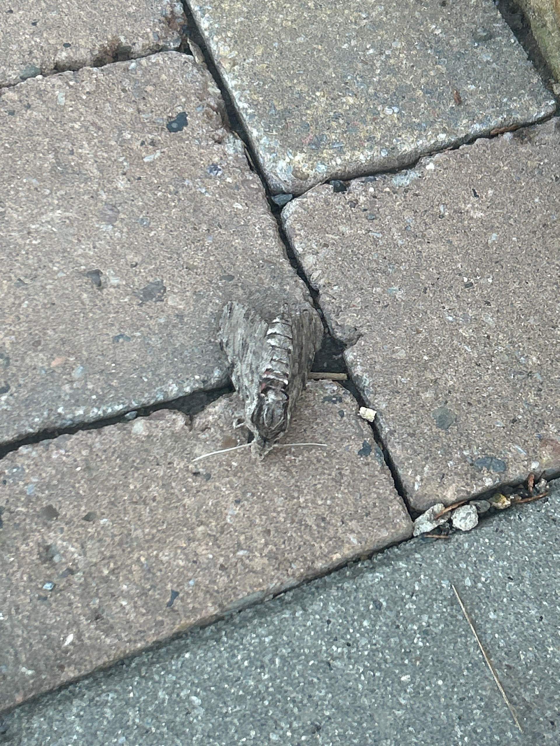 Was ist das für ein Tier? (Tiere, Biologie, Insekten)