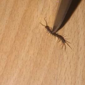 Welches tier ist das - (Tiere, Bilder)