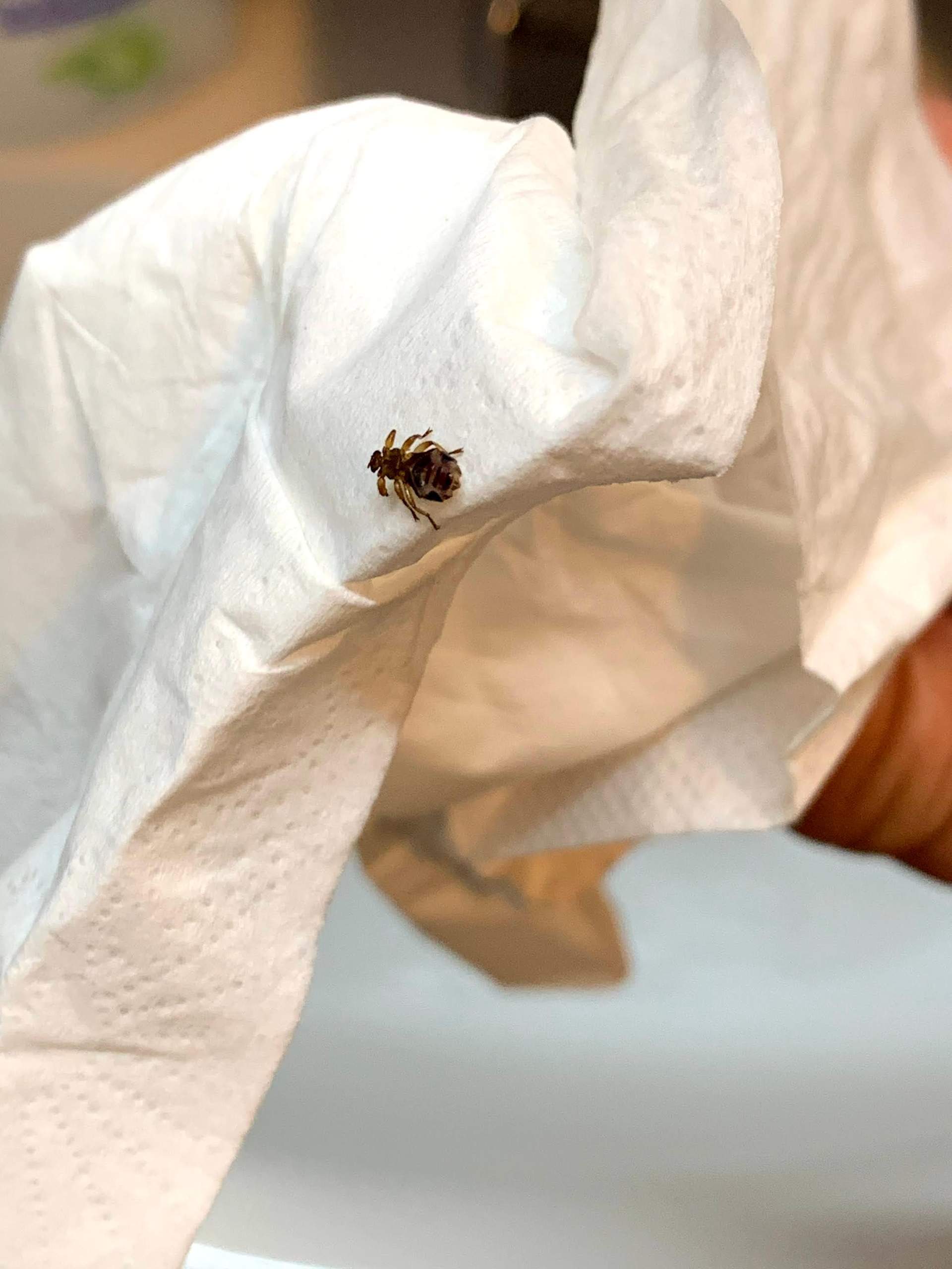 Was ist das für ein Tier, aus dem Fell meines Hundes Was ist das für ein Tier, aus dem Fell meines Hundes