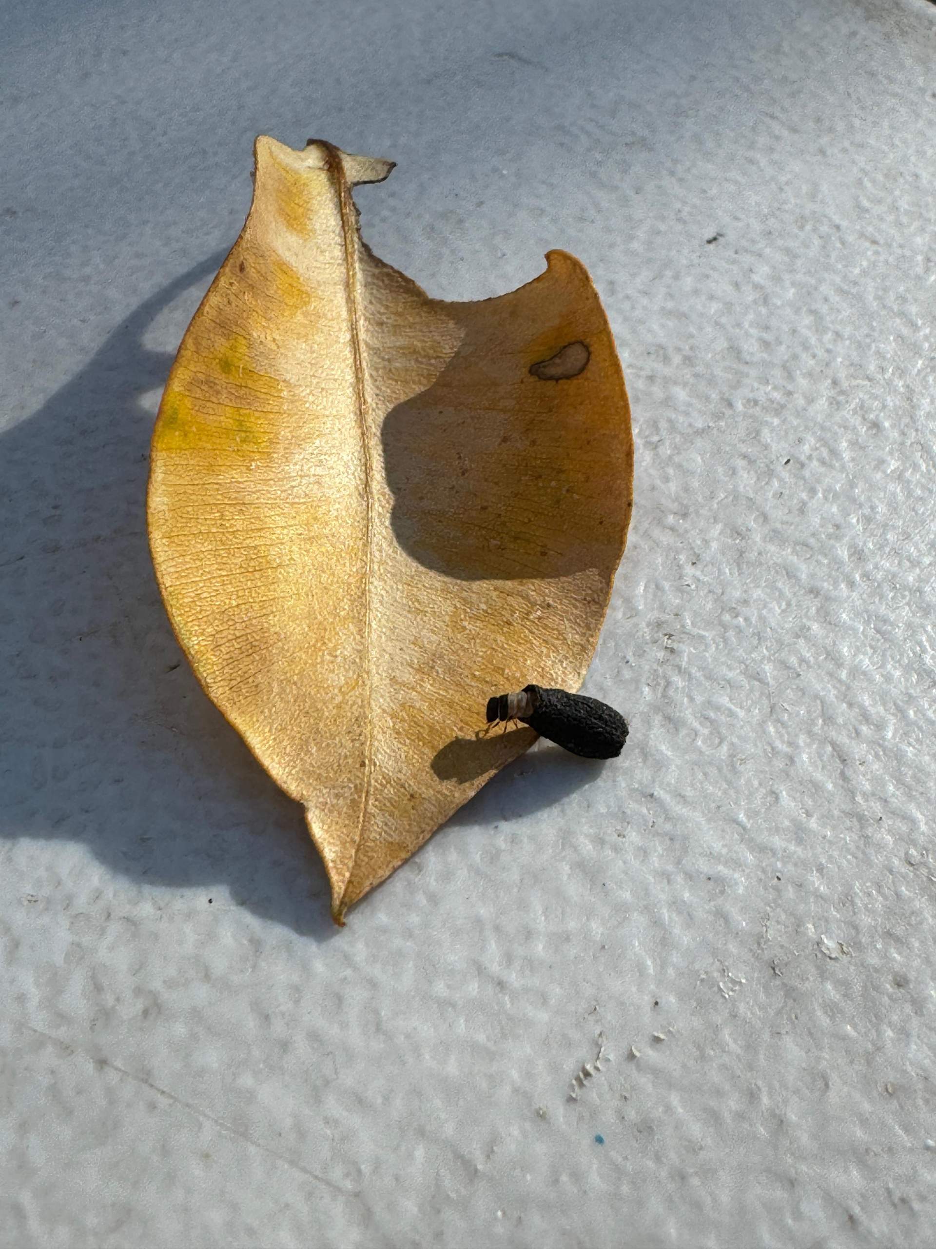 Was ist das für ein Tier, Australien? (Tiere, Käfer)