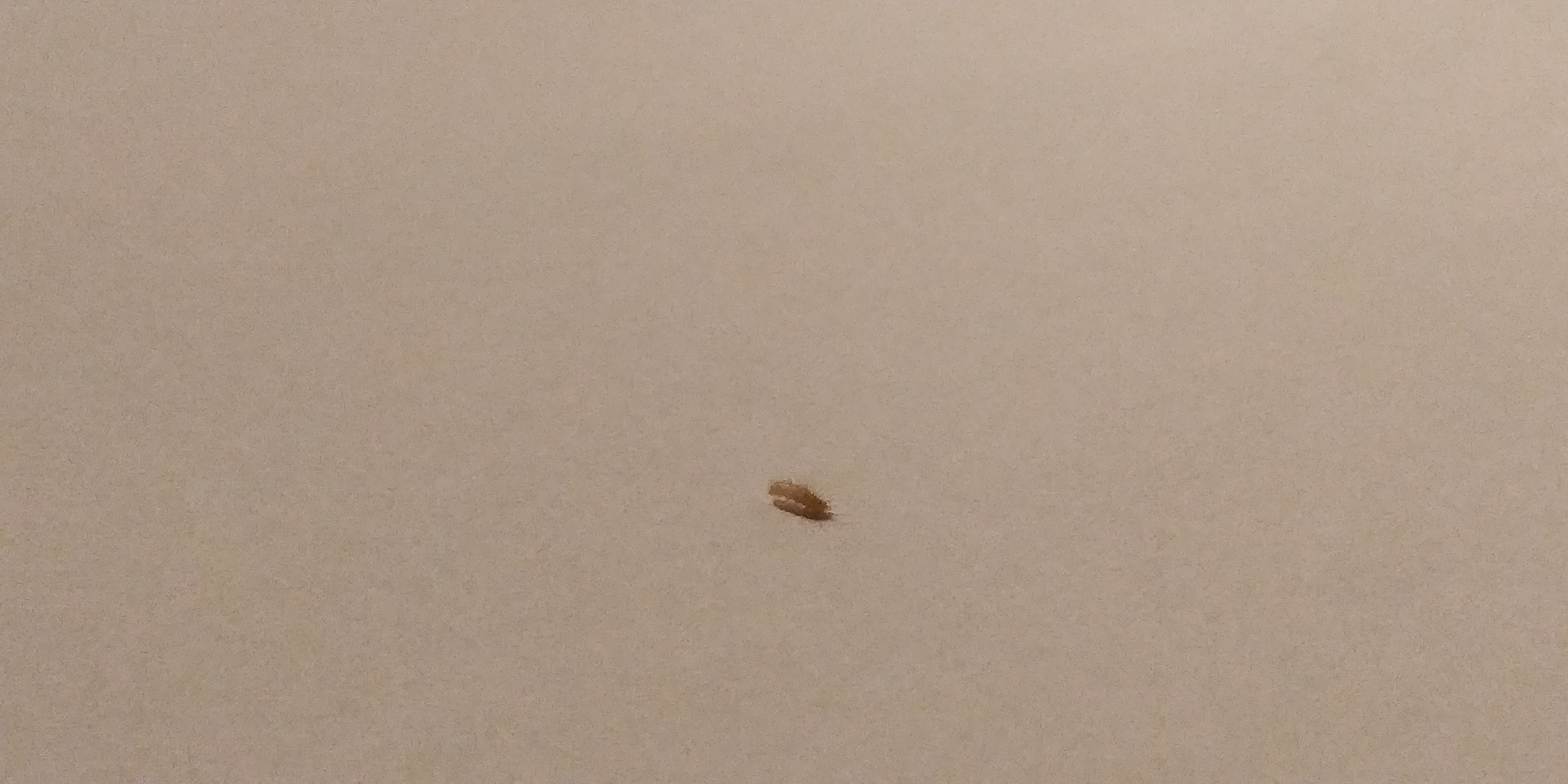 Was ist das für ein Tier im Schlafzimmer? (Tiere, Natur, Insekten)