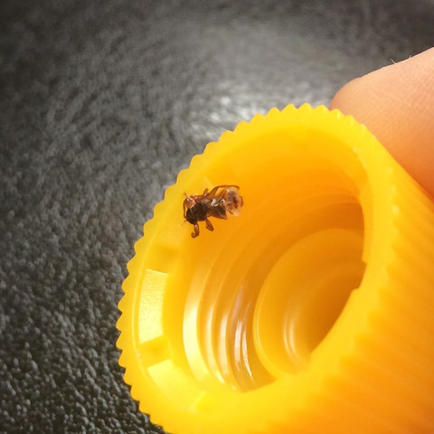 In dem gelben Deckel - (Tiere, Insekten, Läuse)