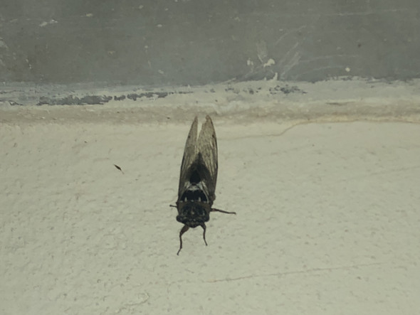 Rhodos Insect Was ist das für ein Tier in Rhodos? (Tiere, Insekten, Griechenland)