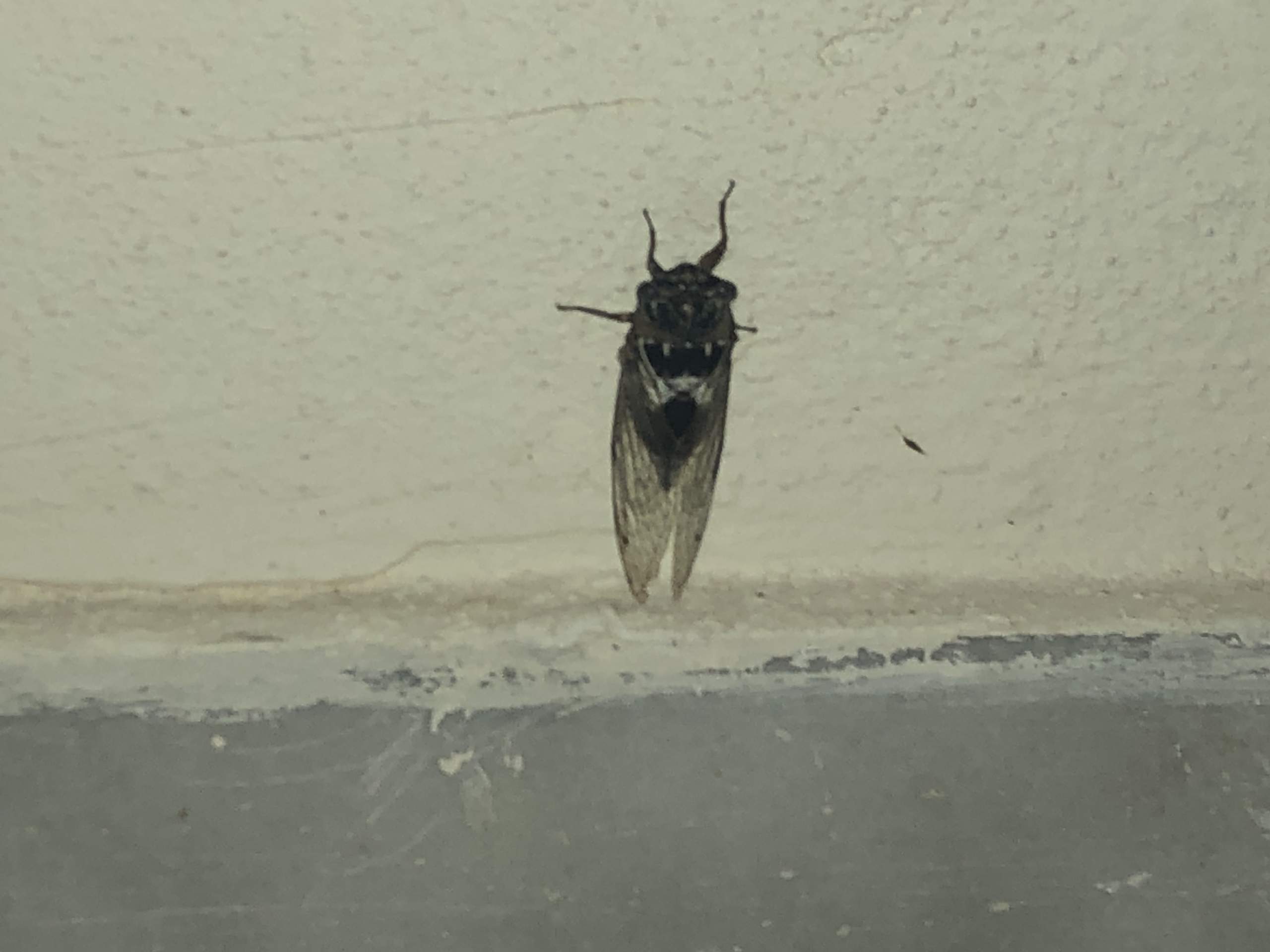 Was ist das für ein Tier in Rhodos? (Tiere, Insekten, Griechenland)