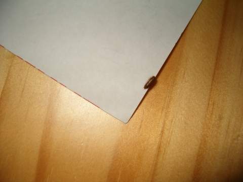 Was ist das Für ein Tier? krabbelt in meinem schrank zwischen einer