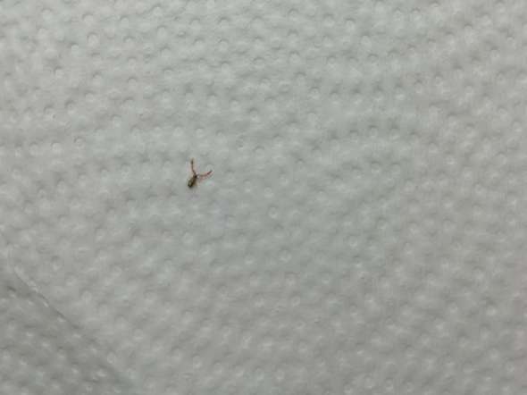 Was ist das für ein Tier (Krabbenart vermutlich aus Was ist das für ein Tier (Krabbenart vermutlich aus