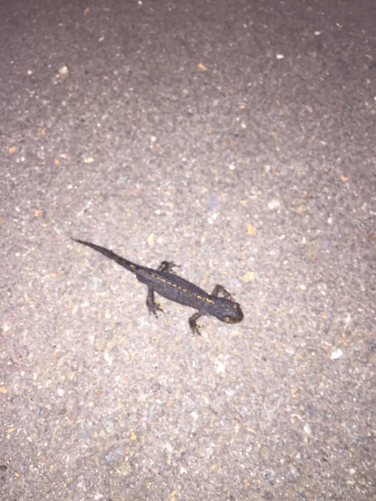 Lurch Deutsch Lurch Deutsch