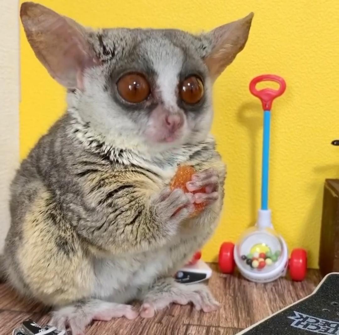 Was Ist Das Fur Ein Tier Mit Grossen Augen Tiere Biologie