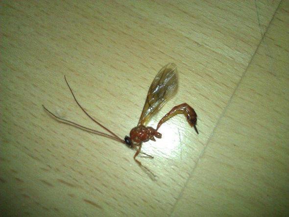 das tier - (Tiere, Biologie, Natur)