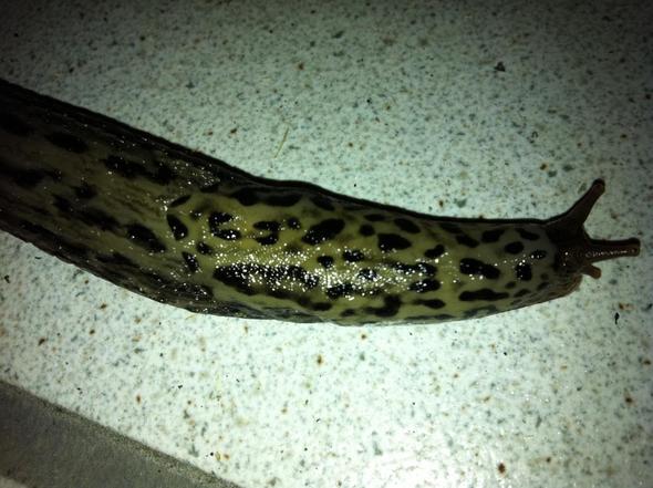 Nacktschnecke 1 - (Tiere, Garten, Schnecken)